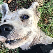 Cloudy is registered to the contest to win money with this photo: dog, white_dog, close_up, grass, outdoor, happy, pet, animal, fur, nose, ear, playful, smiling, nature, canine, lying_down, muzzle, collar, black_harness, daylight