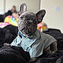 animal, background_blur, bed, black_blanket, checkered_pattern, close_up, collar, cute, dog, ears_up, french_bulldog, green_shirt, indoors, pet, portrait, puppy, resting, soft_focus, tiny_teeth, wrinkled_snout