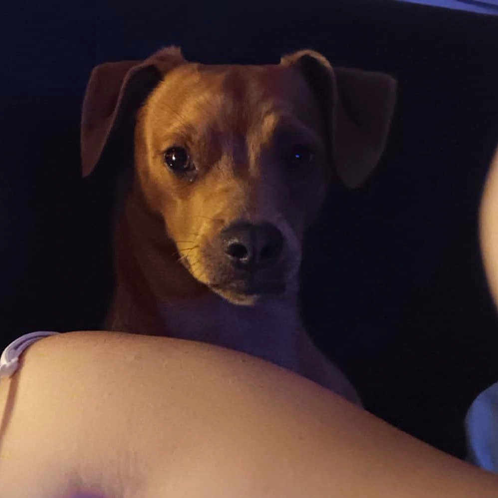 Valliant participe au concours pour gagner de l'argent avec cette photo : animal, background, brown_dog, canine, closeup, companion, curious, dim_light, dog, ears, face, indoor, looking, muzzle, person_arm, pet, portrait, quiet, shadow, snout