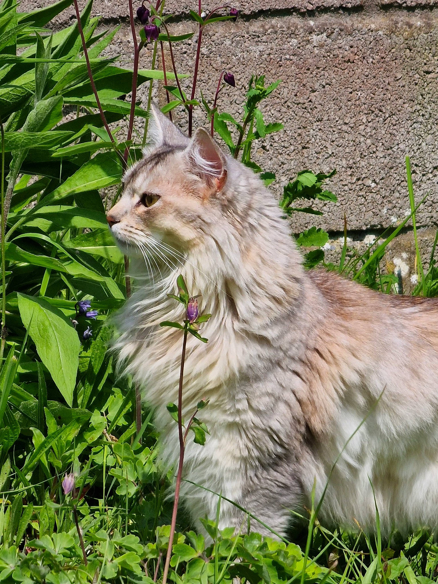 Jasmine is registered to the contest to win money with this photo: carnivore, cat, domestic_short_haired_cat, eye, fang, fawn, felidae, fur, grass, grassland, groundcover, plant, small_to_medium_sized_cats, snout, tail, terrestrial_animal, tree, whiskers, wildlife, yawn