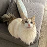 cat, fluffy, long_hair, blue_eyes, white_fur, cream_fur, brown_markings, pet, animal, portrait, sitting, chair, cushions, pillow, indoor, home, carpet, floor, tail, closeup