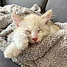 Rose participe au concours pour gagner de l'argent avec cette photo : cat, kitten, sleeping, fluffy, cream_colored, white, pet, animal, paw, whiskers, pink_nose, closed_eyes, relaxed, cozy, blanket, furry, indoors, couch, portrait, nap