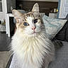 Rose a rejoint le concours — aidez-le/la à gagner de superbes lots ! cat, fluffy, long_hair, blue_eyes, white_fur, gray_fur, mixed_color, whiskers, ears, pet, animal, portrait, close_up, indoors, living_room, kitchen, couch, pillow, sitting, photography