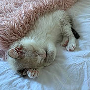 Rose a rejoint le concours — aidez-le/la à gagner de superbes lots ! cat, sleeping, fluffy, white_cat, gray_cat, pet, animal, bed, bedding, blanket, pink_blanket, indoors, cozy, relaxed, upside_down, paws, whiskers, closed_eyes, cute, nap