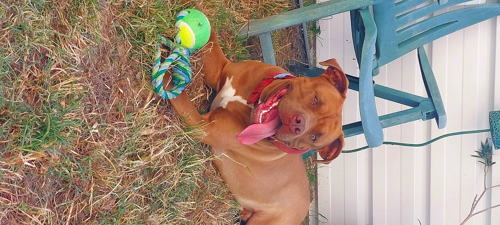 Mbaku participe au concours pour gagner de l'argent avec cette photo : abdomen, canidae, carnivore, chest, collar, companion_dog, dog, dog_breed, dog_collar, dog_supply, fawn, fun, grass, liver, navel, pet_supply, snout, sporting_group, sunglasses, working_animal