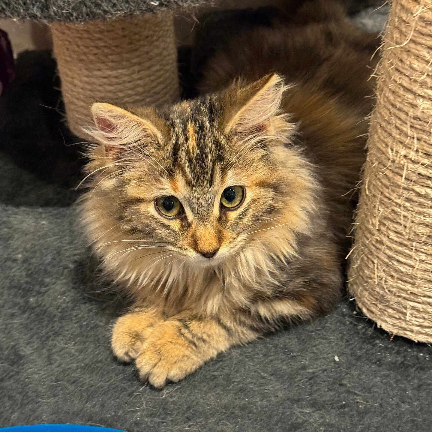 Léo a rejoint le concours — aidez-le/la à gagner de superbes lots ! abyssinian, angora, animal, basket, brasssection, cat, countryside, hardwood, horn, kitten, manx, musicalinstrument, nature, outdoors, pet, straw, wood