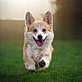 dog, corgi, pet, running, jumping, midair, grass, outdoors, happy, tongue_out, ears_up, fur, paw, portrait, shallow_depth_of_field, bokeh, sunflare, golden, canine, playful