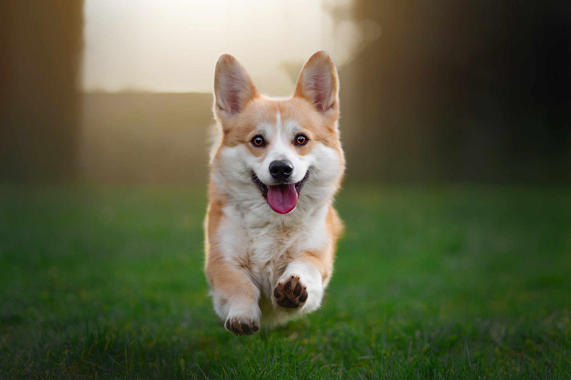 Soap participe au concours pour gagner de l'argent avec cette photo : dog, corgi, pet, running, jumping, midair, grass, outdoors, happy, tongue_out, ears_up, fur, paw, portrait, shallow_depth_of_field, bokeh, sunflare, golden, canine, playful