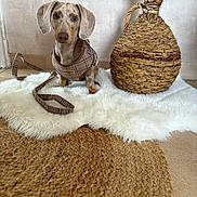 Doug a rejoint le concours — aidez-le/la à gagner de superbes lots ! dog, dachshund, weimaraner, pet, canine, portrait, sitting, harness, leash, floppy_ears, brown, gray, indoor, home, rug, furry_blanket, woven_basket, decor, vase, still_life