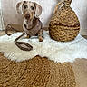 dog, dachshund, weimaraner, pet, canine, portrait, sitting, harness, leash, floppy_ears, brown, gray, indoor, home, rug, furry_blanket, woven_basket, decor, vase, still_life