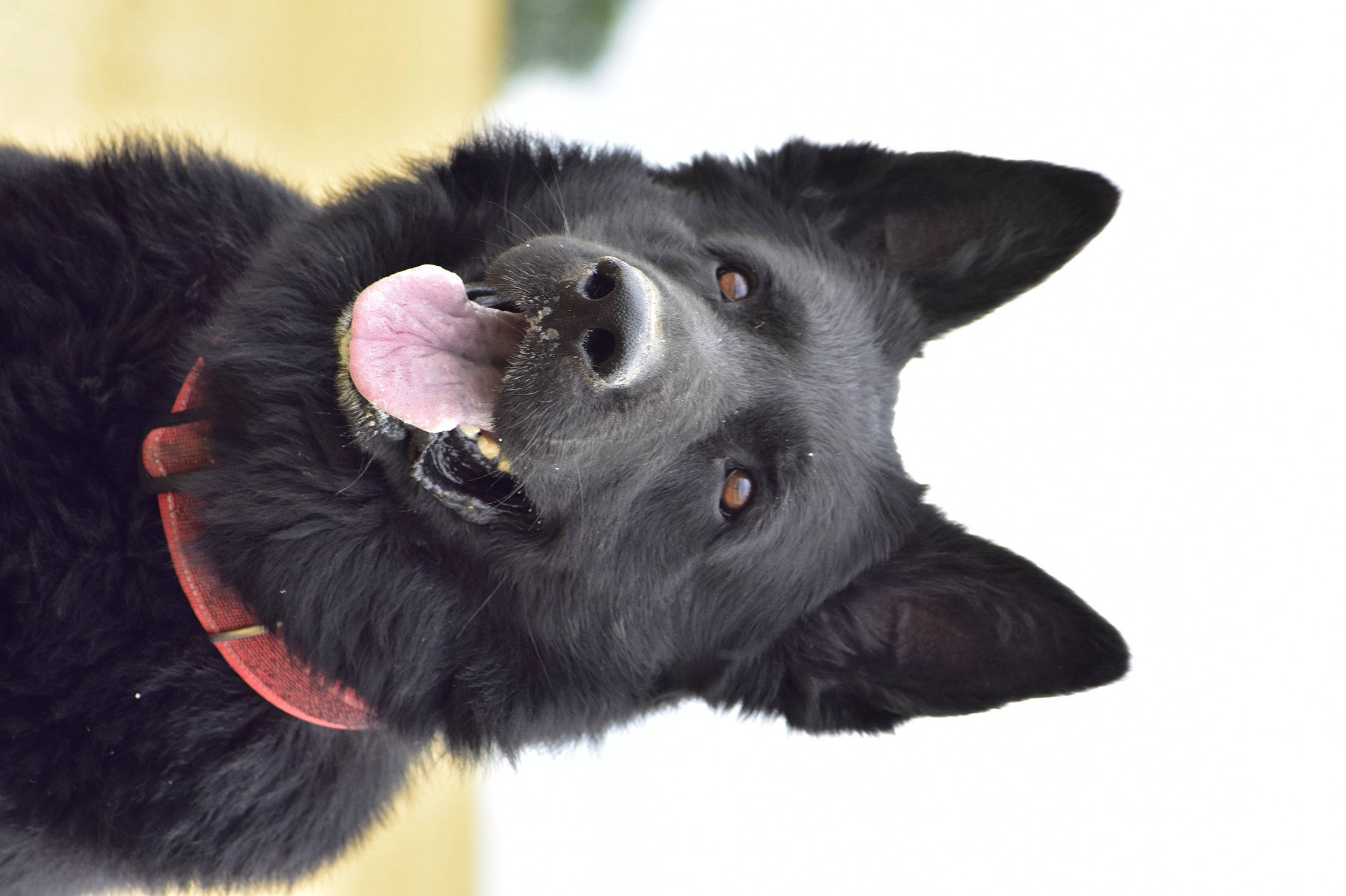 Jack participe au concours pour gagner de l'argent avec cette photo : black_norwegian_elkhound, borador, canidae, carnivore, companion_dog, dog, dog_breed, dog_collar, fur, paw, snout, sporting_group, terrestrial_animal, whiskers, working_animal, working_dog