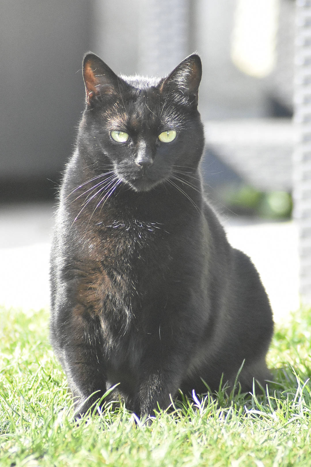 Lilith participe au concours pour gagner de l'argent avec cette photo : black_cat, bombay, carnivore, cat, domestic_short_haired_cat, felidae, fur, grass, havana_brown, plant, sitting, small_to_medium_sized_cats, snout, tail, terrestrial_animal, whiskers, wildlife
