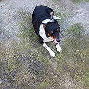 Nounou a rejoint le concours — aidez-le/la à gagner de superbes lots ! dog, pet, canine, tricolor, black_and_white, paws, tongue, lying_down, outdoor, concrete, moss, backyard, fur, nose, happy, resting, animal, ground_texture, portrait, companion