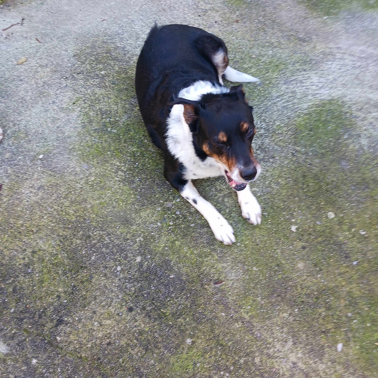 Nounou a rejoint le concours — aidez-le/la à gagner de superbes lots ! animal, backyard, black_and_white, canine, companion, concrete, dog, fur, ground_texture, happy, lying_down, moss, nose, outdoor, paws, pet, portrait, resting, tongue, tricolor