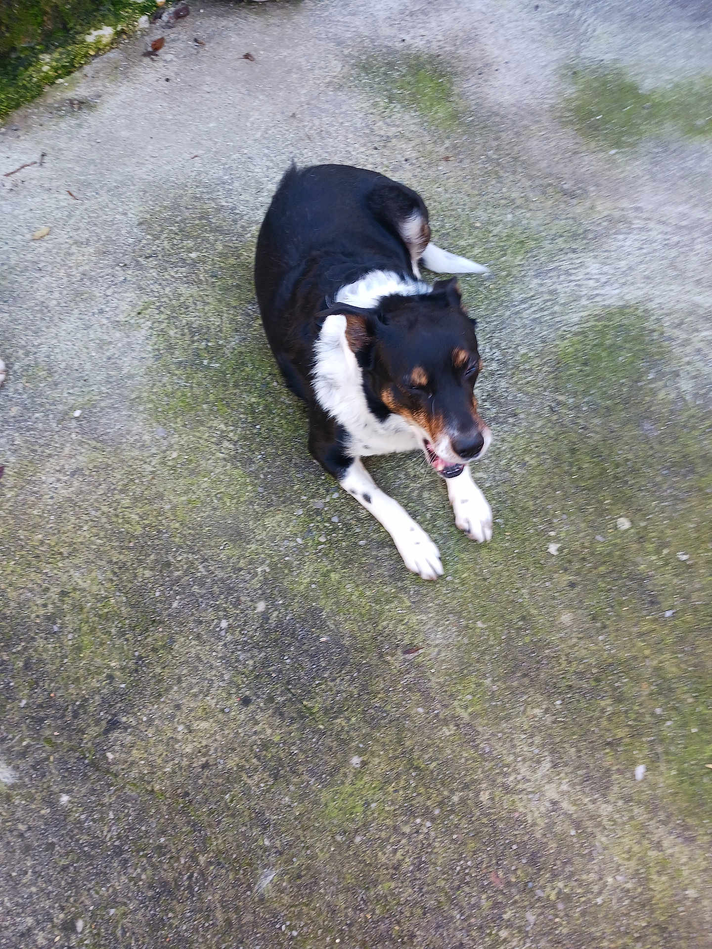 Nounou a rejoint le concours — aidez-le/la à gagner de superbes lots ! dog, pet, canine, tricolor, black_and_white, paws, tongue, lying_down, outdoor, concrete, moss, backyard, fur, nose, happy, resting, animal, ground_texture, portrait, companion