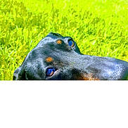 Nala participe au concours pour gagner de l'argent avec cette photo : dog, black_dog, close_up, grass, greenery, outdoor, sunlight, pet, animal, nature, field, curious, portrait, daylight, snout, eyes, ears, bench, person, background