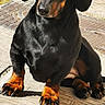 Nala a rejoint le concours — aidez-le/la à gagner de superbes lots ! dog, dachshund, black, tan, sitting, sidewalk, sunlight, outdoor, pet, animal, canine, paw, ears, short_legs, shadow, daylight, cute, portrait, fur, alert