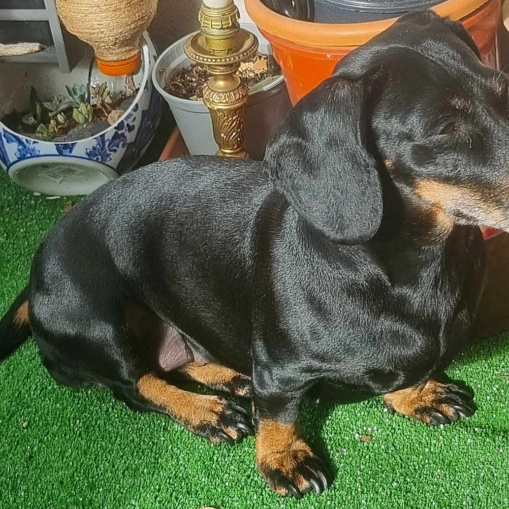 Nala participe au concours pour gagner de l'argent avec cette photo : dog, dachshund, pet, animal, grass, green, plant_pot, garden, sunlight, outdoor, sitting, black, brown, fur, small_dog, nose, ear, tail, domestic_animal, relaxed