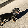 Nala a rejoint le concours — aidez-le/la à gagner de superbes lots ! dog, dachshund, animal, pet, outdoor, sunlight, shadow, tongue, pavement, collar, black, tan, small_dog, cute, playful, licking, side_view, walking, sunny, street
