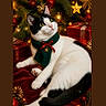 animal, black_and_white, cat, christmas_decorations, curious, cute, festive, gift_boxes, gold_star, greenery, holiday, indoor, lights, pet, pine_cones, portrait, red_bow, red_velvet, relaxed, scarf