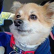 Chauncey is registered to the contest to win money with this photo: animal, black_nose, blue_hoodie, car, car_interior, close_up, collar, cute, dog, ears, eyes, fluffy, fur, pet, seat, seatbelt, small_dog, snout, trees, window