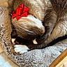 Ozi is registered to the contest to win money with this photo: cat, siamese_cat, sleeping, bow, red_bow, pet_bed, cozy, fur, whiskers, paws, curled_up, indoor, domestic_animal, cute, resting, animal, feline, soft_texture, relaxation, nap