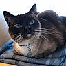 Ozi joined the competition — help win amazing prizes! cat, siamese_cat, blue_eyes, whiskers, collar, tag, pet, feline, animal, domestic, fur, close_up, resting, blanket, indoor, curious, portrait, cute, soft_light, relaxed