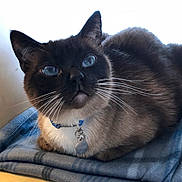 Ozi joined the competition — help win amazing prizes! cat, siamese_cat, blue_eyes, whiskers, collar, tag, pet, feline, indoor, blanket, blue_blanket, fur, cute, animal, mammal, resting, looking_up, closeup, portrait, domestic_cat