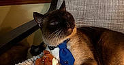 Ozi joined the competition — help win amazing prizes! cat, siamese_cat, blue_tie, toy, stuffed_animal, blanket, chair, indoor, window, blinds, furniture, pet, animal, relaxed, cozy, whiskers, brown, black, white, cute
