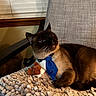 cat, siamese_cat, blue_tie, toy, stuffed_animal, blanket, chair, indoor, window, blinds, furniture, pet, animal, relaxed, cozy, whiskers, brown, black, white, cute