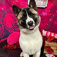Theodore is registered to the contest to win money with this photo: dog, pet, portrait, valentine_theme, hearts, kissing_booth_sign, roses, plush_pillow, string_lights, wooden_crate, floor, collar, tongue_out, upright_ears, fur, pink_background, decorations, studio_photo, cute, sitting