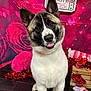 dog, pet, portrait, valentine_theme, hearts, kissing_booth_sign, roses, plush_pillow, string_lights, wooden_crate, floor, collar, tongue_out, upright_ears, fur, pink_background, decorations, studio_photo, cute, sitting