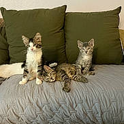 Viktor is registered to the contest to win money with this photo: animal, brown, cat, couch, cute, domestic, feline, fur, gray, indoor, kitten, pets, pillows, relaxing, resting, striped, tabby, whiskers, white, young