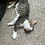 animal, carpet, cat, cozy, cute, domestic, feline, fur, indoor, kitten, laying, pet, pink_nose, relaxed, resting, sleeping, small, tabby, white_paws, young