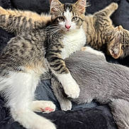 Viktor is registered to the contest to win money with this photo: cat, kitten, feline, pet, sleeping, resting, fur, whiskers, paw, cute, animal, domestic_animal, tabby, gray_cat, cozy, bed, soft, relaxed, indoor, closeup