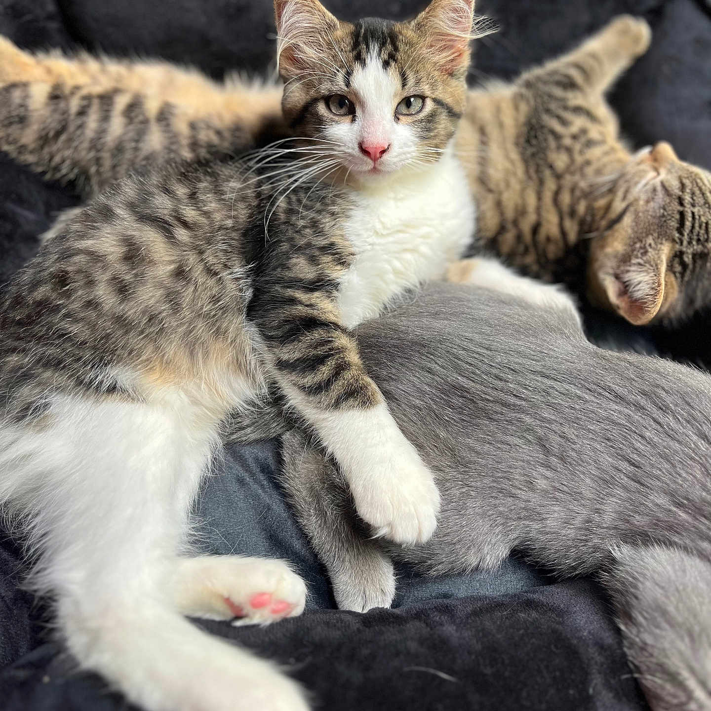 Viktor is registered to the contest to win money with this photo: animal, bed, cat, closeup, cozy, cute, domestic_animal, feline, fur, gray_cat, indoor, kitten, paw, pet, relaxed, resting, sleeping, soft, tabby, whiskers