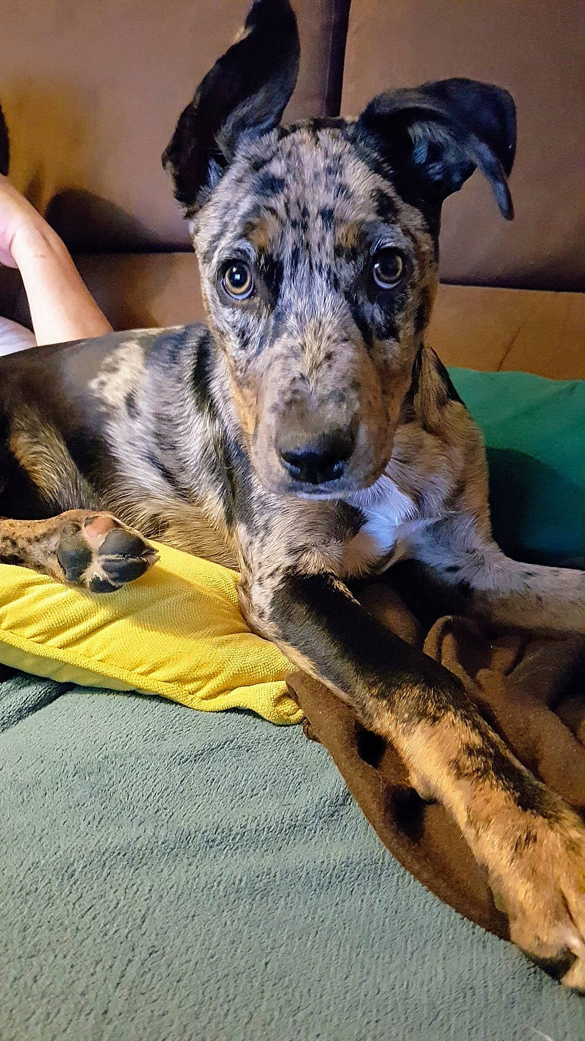 Papaye participe au concours pour gagner de l'argent avec cette photo : canidae, carnivore, dog, dog_breed, galgo_espanol, greyhound, koolie, louisiana_catahoula_leopard_dog, lurcher, mammal, mountain_cur, puppy, snout, treeing_tennessee_brindle, vertebrate, whiskers