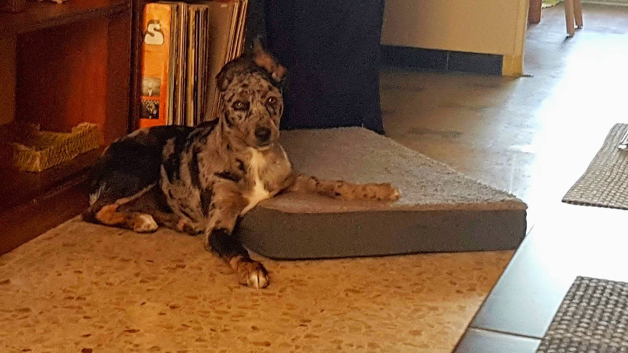 Papaye participe au concours pour gagner de l'argent avec cette photo : canidae, carnivore, dog, dog_breed, felidae, floor, mammal, sporting_group, vertebrate