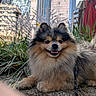 animal, canine, cityscape, cute, daylight, dog, fluffy, grass, happy, leash, nature, outdoor, pet, plants, pomeranian, portrait, smiling, stone, trees, urban