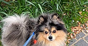 Volt participe au concours pour gagner de l'argent avec cette photo : animal, canine, companion, curious, cute, dog, flower_petals, fluffy, fur, grass, leash, nature, outdoor, park, pavement, pet, pet_accessory, pomeranian, small_dog, walking