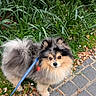 animal, canine, companion, curious, cute, dog, flower_petals, fluffy, fur, grass, leash, nature, outdoor, park, pavement, pet, pet_accessory, pomeranian, small_dog, walking