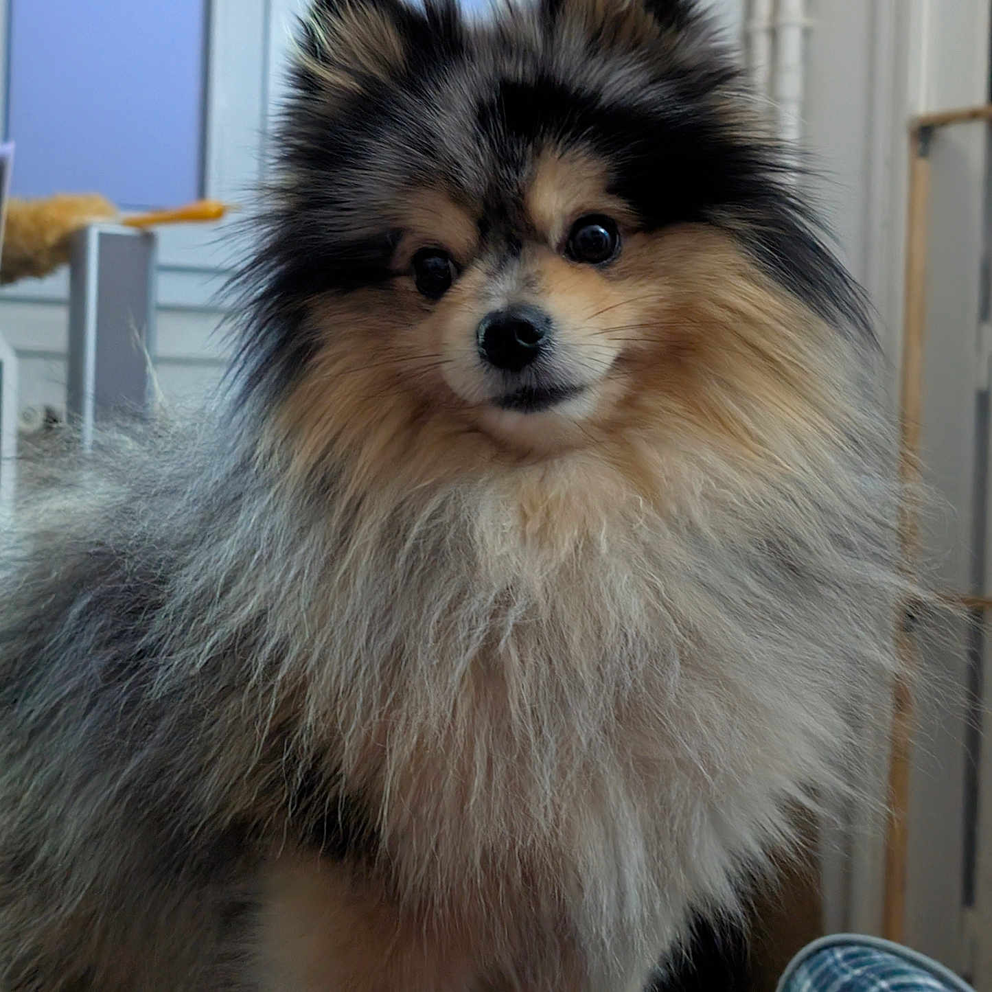 Volt a rejoint le concours — aidez-le/la à gagner de superbes lots ! animal, blue_wall, companion, curious, cute, dog, domestic, fluffy, fur, furry, house, indoor, pet, pomeranian, portrait, room, slipper, small_dog, standing, window