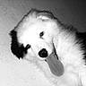 Oslow a rejoint le concours — aidez-le/la à gagner de superbes lots ! black_and_white, canidae, carnivore, companion_dog, dog, dog_breed, fur, japanese_spitz, mammal, nose, rare_breed_dog, samoyed, snout, vertebrate, white