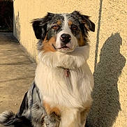 Nala a rejoint le concours — aidez-le/la à gagner de superbes lots ! aidi, australian_collie, australian_shepherd, border_collie, canidae, carnivore, companion_dog, dog, dog_breed, english_shepherd, herding_dog, mammal, miniature_australian_shepherd, rare_breed_dog, scotch_collie, sporting_group, vertebrate, welsh_sheepdog, working_dog