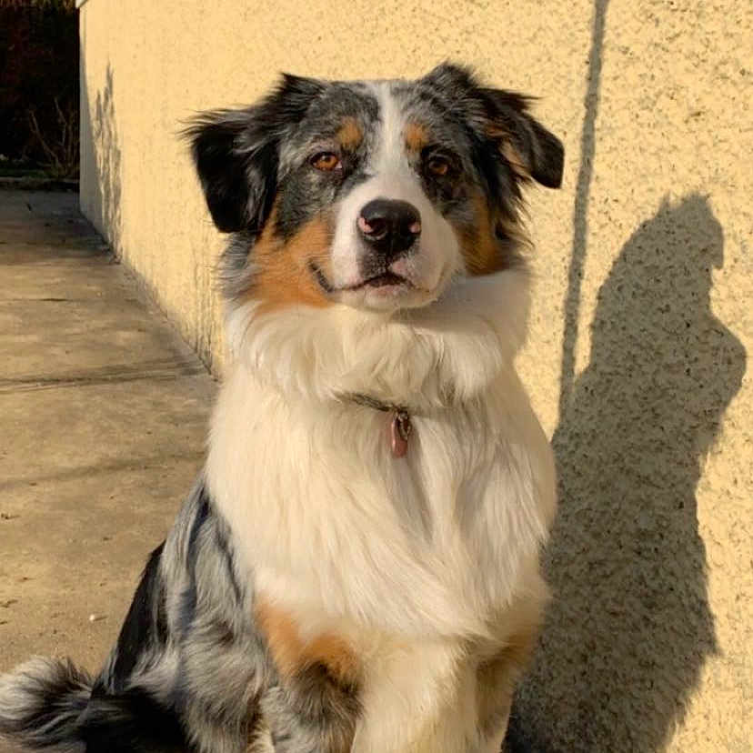 Nala