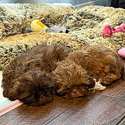 Betzy Oliver joined the competition — help win amazing prizes! puppy, dog, sleeping, brown, fluffy, floor, wooden_floor, blanket, toy, indoor, pet, cute, cozy, resting, animal, fur, sleep, companion, home, relaxation