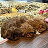 puppy, dog, sleeping, brown, fluffy, floor, wooden_floor, blanket, toy, indoor, pet, cute, cozy, resting, animal, fur, sleep, companion, home, relaxation