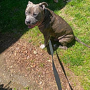 Cain is registered to the contest to win money with this photo: animal, brindle, canine, collar, daylight, dog, ears, grass, ground, happy, leash, nature, outdoor, park, pet, shadow, sidewalk, sitting, sunlight, tongue
