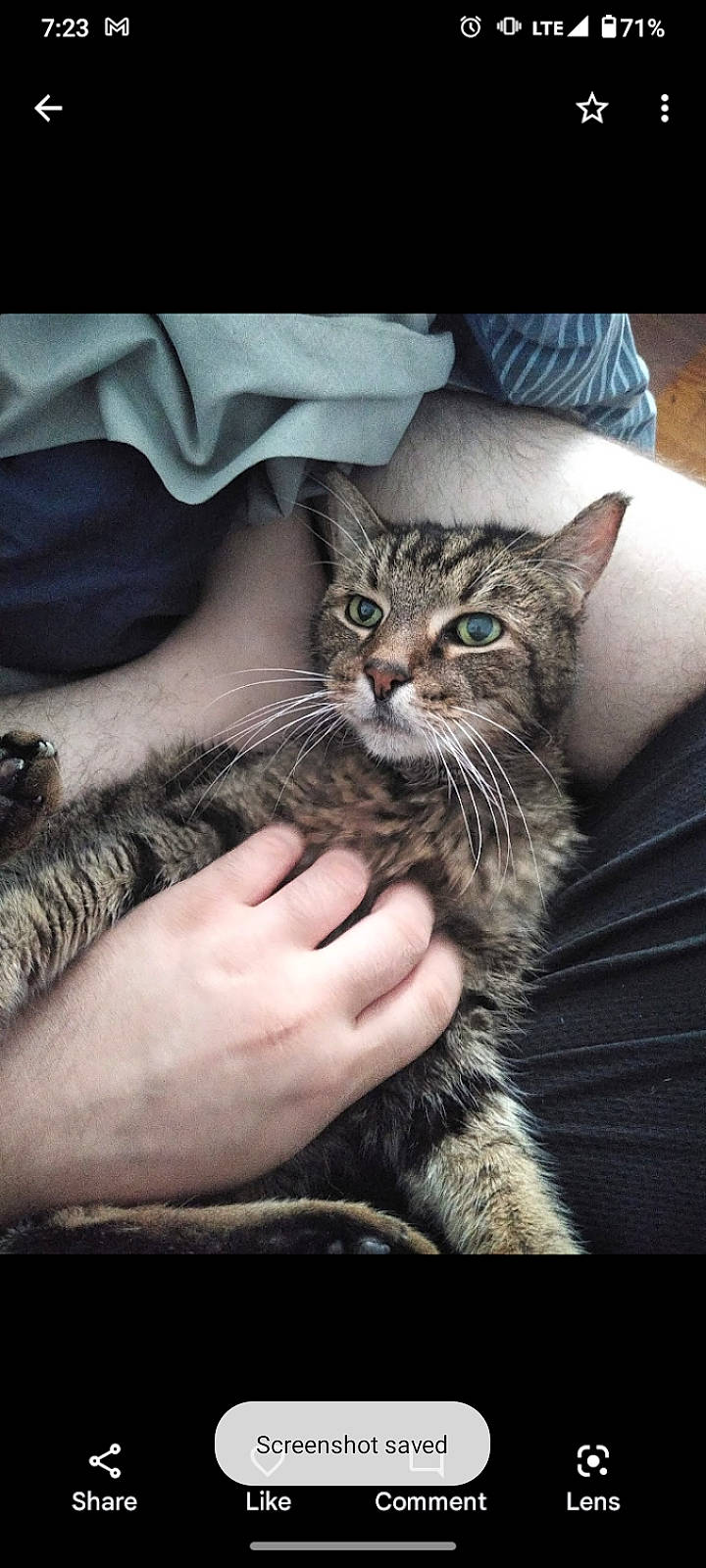 Stanley is registered to the contest to win money with this photo: carnivore, cat, claw, comfort, domestic_short_haired_cat, door, felidae, fur, gesture, grey, mammal, nail, paw, sitting, small_to_medium_sized_cats, terrestrial_animal, tree, whiskers