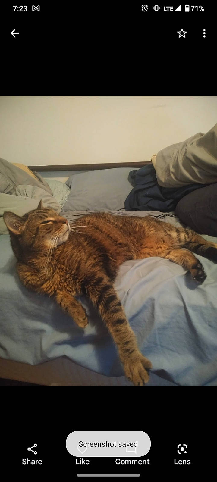 Stanley joined the competition — help win amazing prizes! bed, bedding, carnivore, cat, claw, comfort, domestic_short_haired_cat, fawn, felidae, fur, linens, metal, paw, room, small_to_medium_sized_cats, tail, terrestrial_animal, textile, whiskers, wood